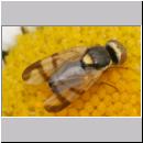 Urophora stylata - Bohrfliege 02 5mm.jpg